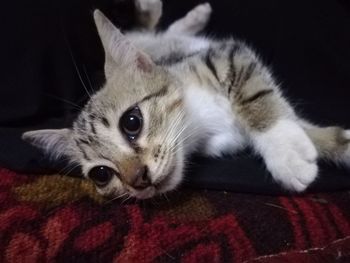 Close-up portrait of cat lying down