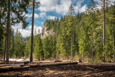 Trees in forest. chocholowska valley. tatra mountains. zakopane, poland