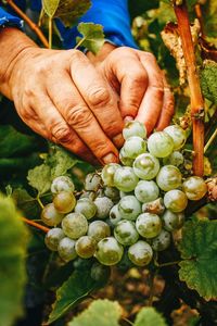 Close-up of hand holding grapes