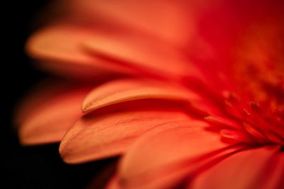 Close-up of red rose flower