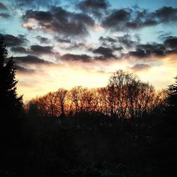 Silhouette of trees at sunset