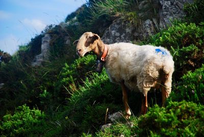 Low angle view of sheep on grassy hill