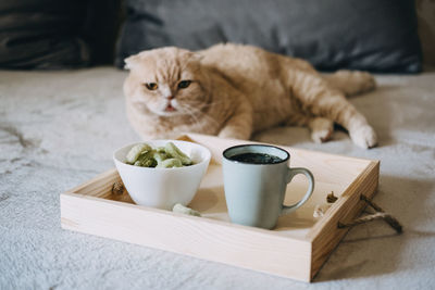 Cbd edibles, cbd-infused snacks, hemp wafers with cannabis. testy cbd snacks in bowl and cup 