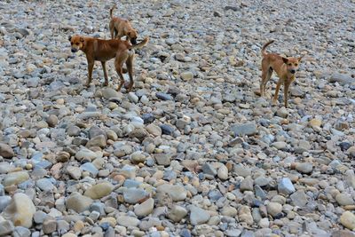 Dog standing on ground