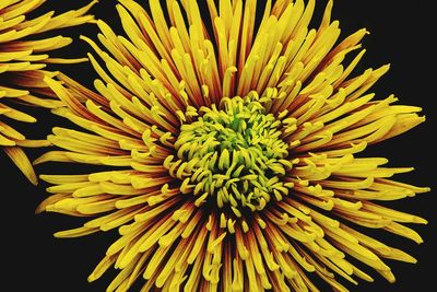 Close-up of yellow chrysanthemum