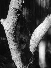 Close-up of tree trunk