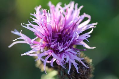 Close-up of purple flower