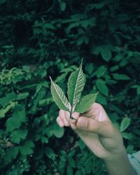 Woman holding leaf