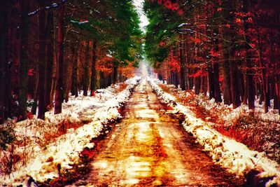 Walkway amidst trees in forest