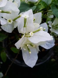 Close-up of white flowers blooming outdoors