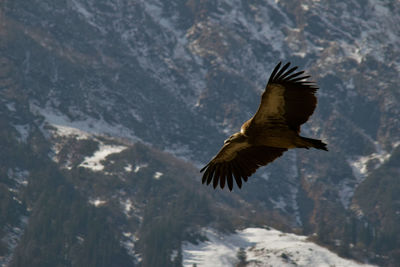 Eagle flying by snowcapped mountain