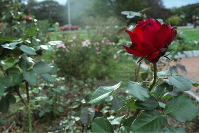 Close-up of red flowers blooming outdoors