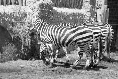 Zebra crossing in a field