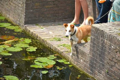 Low section of person with dog by water