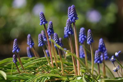 Close-up of purple flowering plants on field