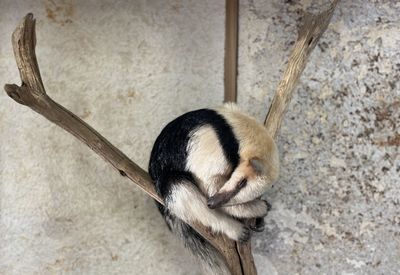 animal