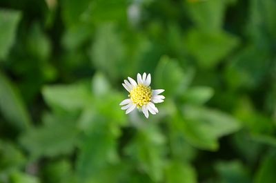 Close-up of daisy flowers