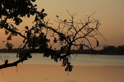 Silhouette tree against sky during sunset