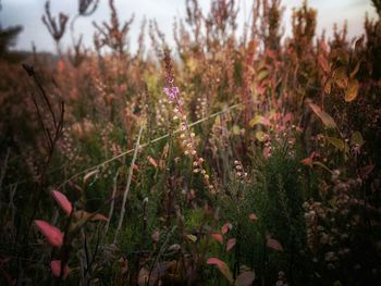 Close-up of plant in field