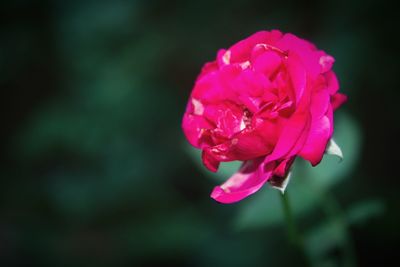 Close-up of pink flower blooming outdoors