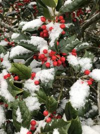 Close-up of frozen plant