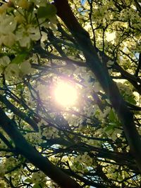 Low angle view of flower tree