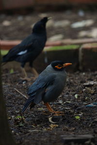 Bird perching on a field