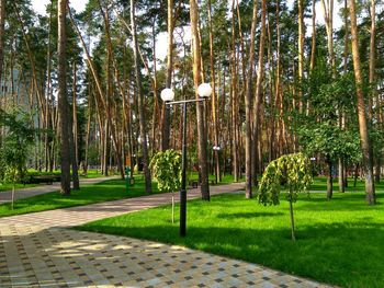 Trees in park