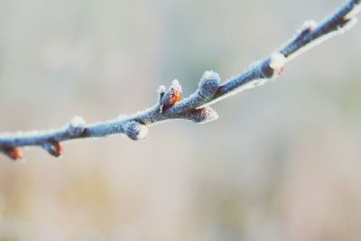 Close-up of twigs