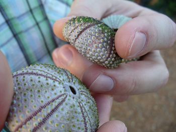 Woman holding sea urchins