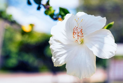 Close-up of white flowering plant