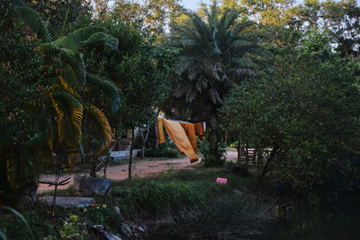 View of trees in park