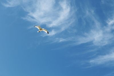 Seagull flying