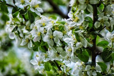 Close-up of white flowering plants