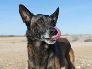 Portrait of a malinois dog on the beach