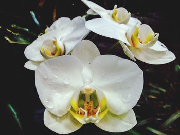 Close-up of white flowers