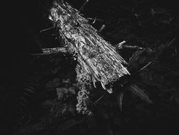 High angle view of tree trunk on field in forest