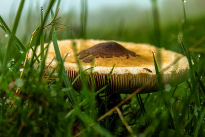 Close-up of mushroom on grass