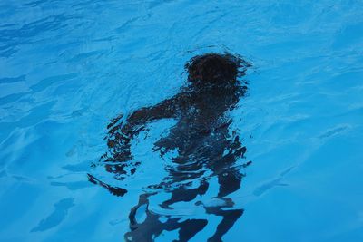High angle view of man swimming in pool