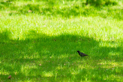 Bird on a field