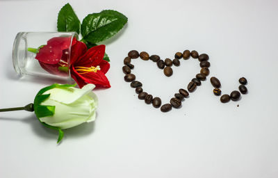 Close-up of roses against white background