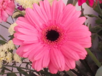 Close-up of pink flower blooming outdoors