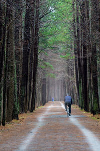 Rear view of man walking on road amidst trees in forest