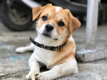 Close-up portrait of puppy