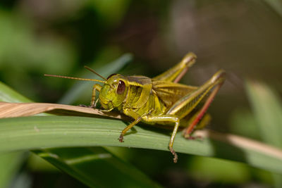 Close-up of insect on leaf