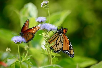 Butterfly pollinating on purple flower