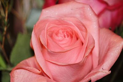 Close-up of fresh pink rose blooming outdoors