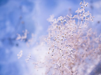 Close-up of frozen plant