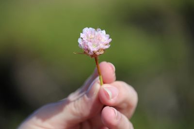 Cropped image of woman holding pink flower