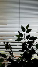 Close-up of leaves on window